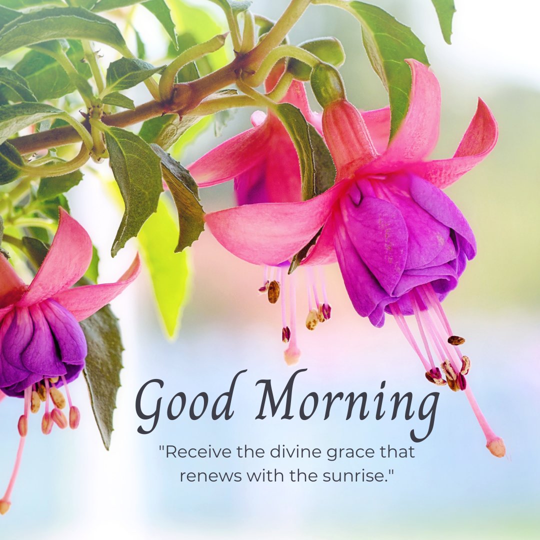 Good morning blessings image featuring delicate pink fuchsia flowers with vibrant purple petals hanging from lush green branches, complemented by a quote about receiving divine grace with the sunrise.