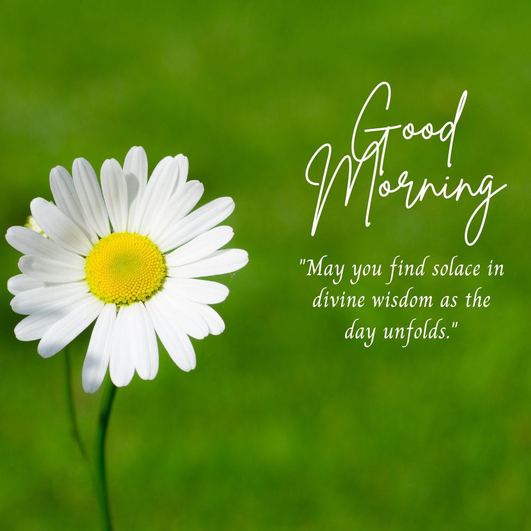 Good morning blessings image of a single vibrant daisy with bright white petals and a golden center set against a lush green background, accompanied by a quote about finding solace in divine wisdom.