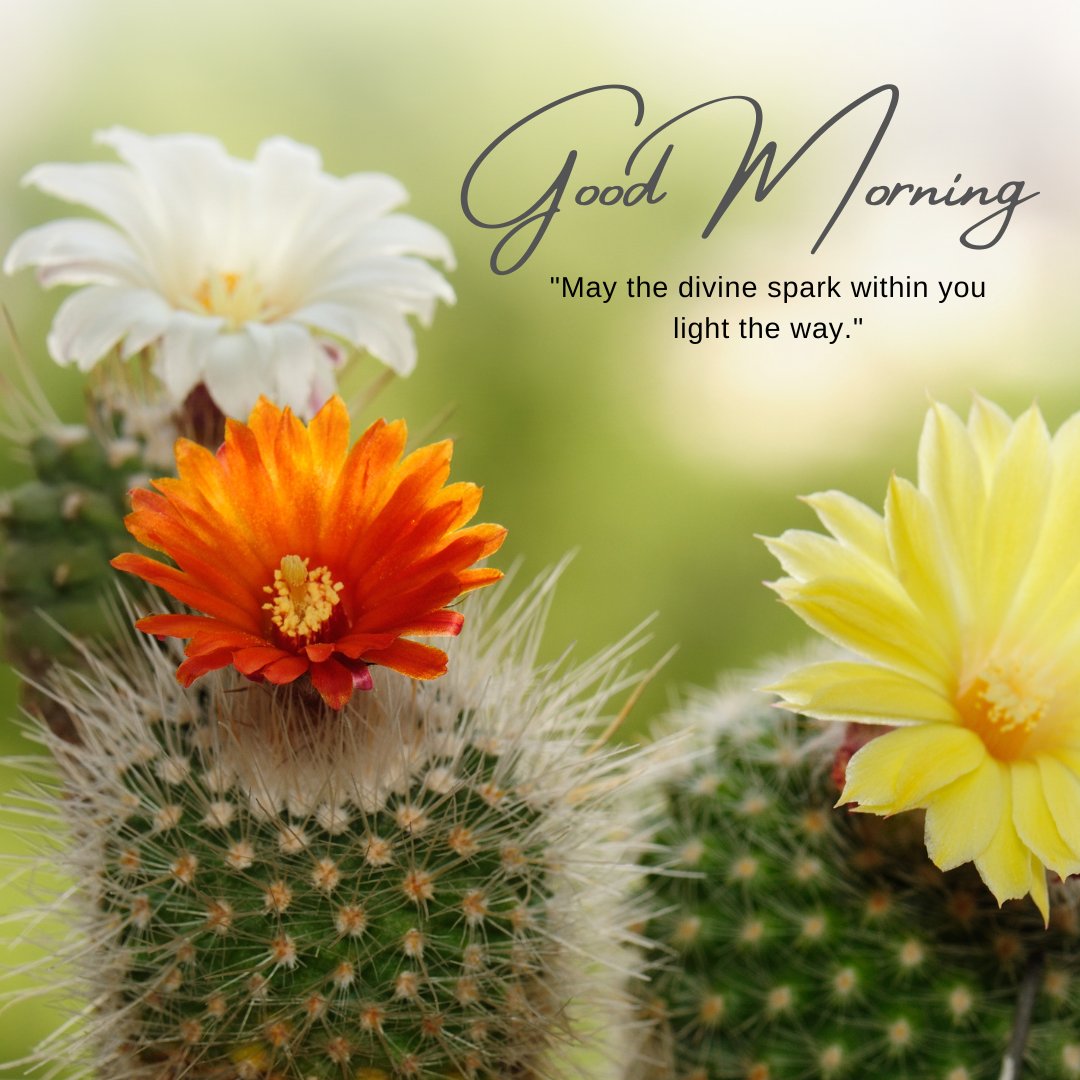 Good morning blessings image featuring a vibrant cactus with blooming white, orange, and yellow flowers, symbolizing the beauty and hope of a new day.