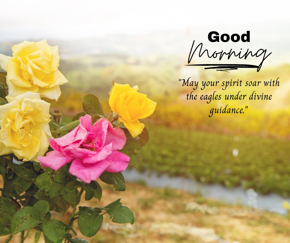 Good morning blessings image featuring vibrant yellow and pink roses in bloom with a scenic hilly background, accompanied by a 'Good Morning' greeting and a quote about your spirit soaring under divine guidance