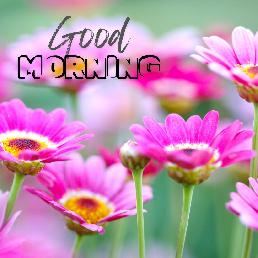 An image featuring vibrant pink daisies in full bloom with the text "Good Morning" written over them, evoking a cheerful and positive start to the day.