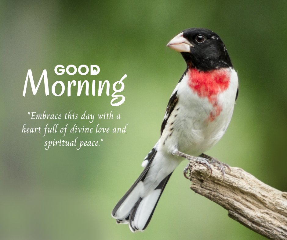 Good morning blessings image featuring a close-up of a rose-breasted grosbeak perched on a branch against a soft green background, accompanied by a 'Good Morning' greeting and a quote about embracing the day with divine love and spiritual peace.