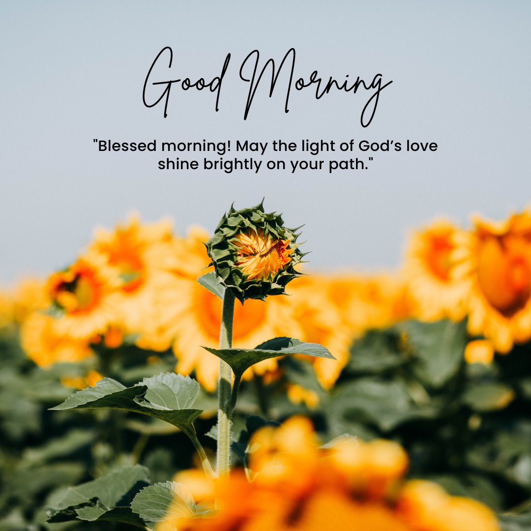 Good morning blessings image featuring a vibrant field of sunflowers under a clear sky, with one sunflower in the foreground, accompanied by a greeting and a quote about the light of God's love shining on your path.