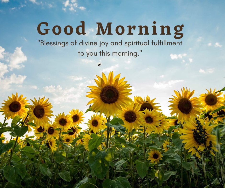 Good morning blessings images featuring a field of vibrant sunflowers under a clear blue sky, symbolizing divine joy and spiritual fulfillment.