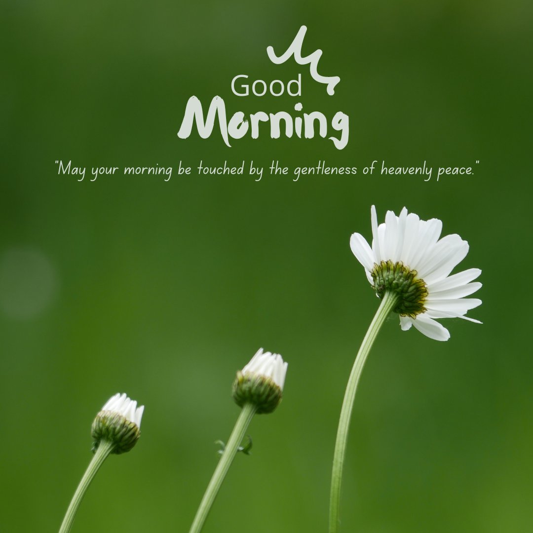 Good morning blessings image of a white daisy in focus against a serene green background, with a 'Good Morning' greeting and a quote about the gentleness of heavenly peace.