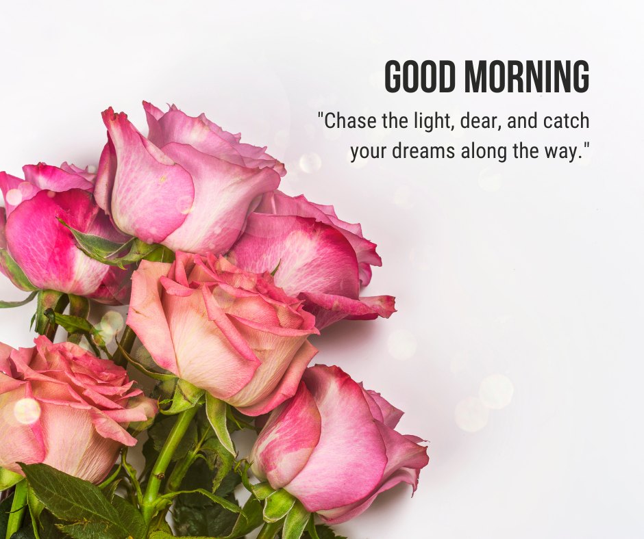 Good morning dear image with a bouquet of pink roses with delicate petals against a bright white background, accompanied by an inspirational quote about chasing dreams.