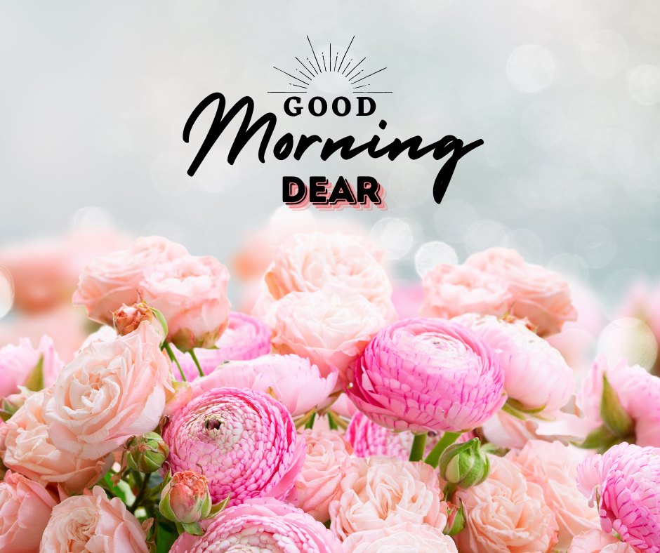 Good morning dear image featuring a lush bouquet of pink roses and vibrant pink ranunculus flowers with a radiant, sparkling background and the text 'Good Morning Dear' stylishly presented above in bold script.