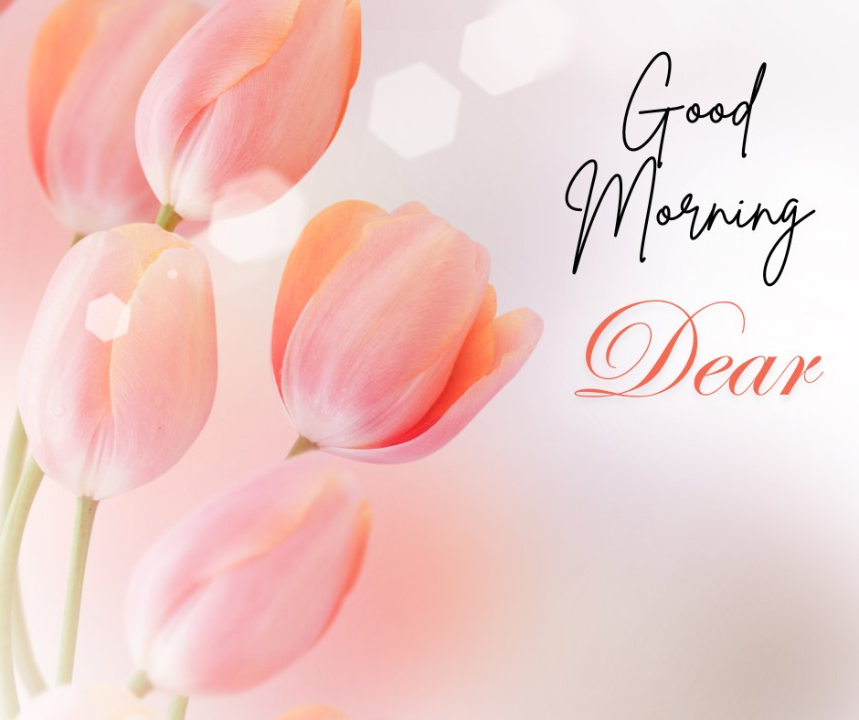 Good morning dear image featuring delicate pink tulips against a soft white background with light sparkles, creating a gentle and refreshing morning greeting.