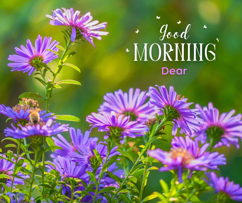 Good morning dear images featuring vibrant purple asters blooming under the morning sunlight, with a busy bee hovering nearby. The backdrop of a lush green garden enhances the freshness of the scene, while the elegant script 'Good Morning Dear' adds a warm, welcoming touch.