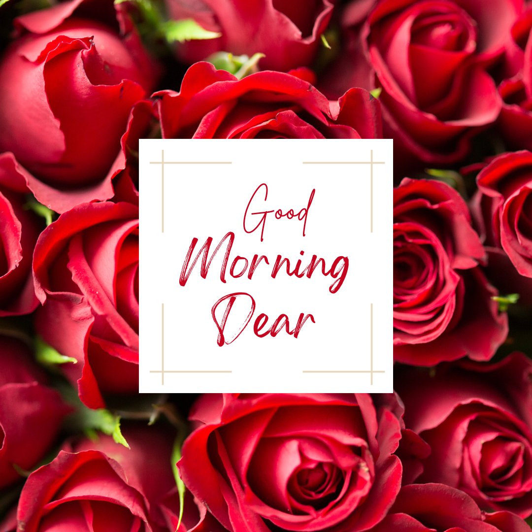 Good morning dear image featuring a beautiful array of red roses in full bloom, centered around a white frame with the elegantly scripted text 'Good Morning Dear'.