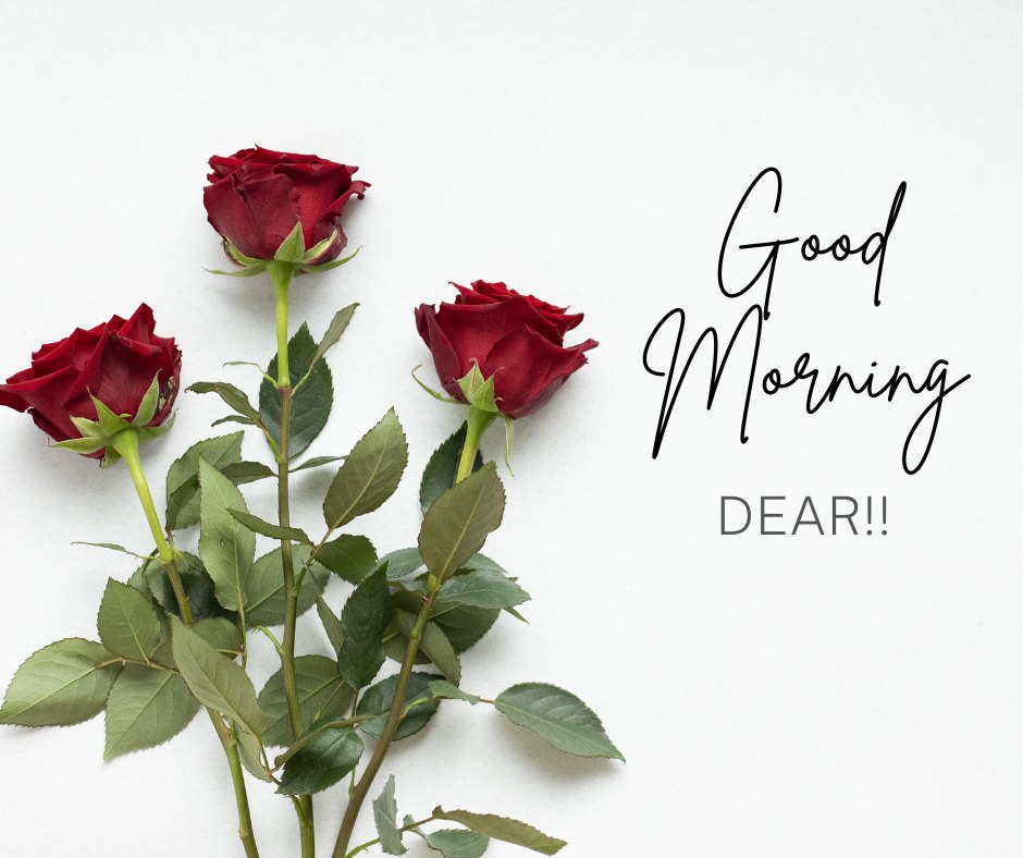 Good morning dear image displaying three elegant red roses with lush green leaves on a crisp white background, accompanied by the stylish text 'Good Morning DEAR!!'.