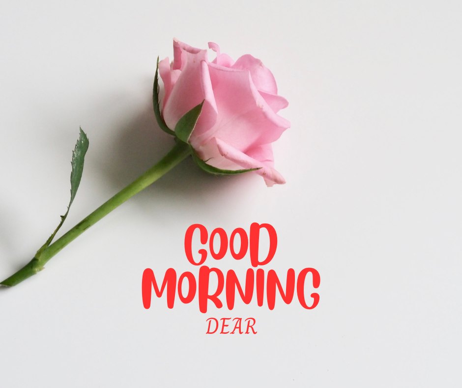 Good morning dear image featuring a single elegant pink rose lying diagonally across a plain white background, with the text 'Good Morning Dear' in vibrant red script to the right of the rose.