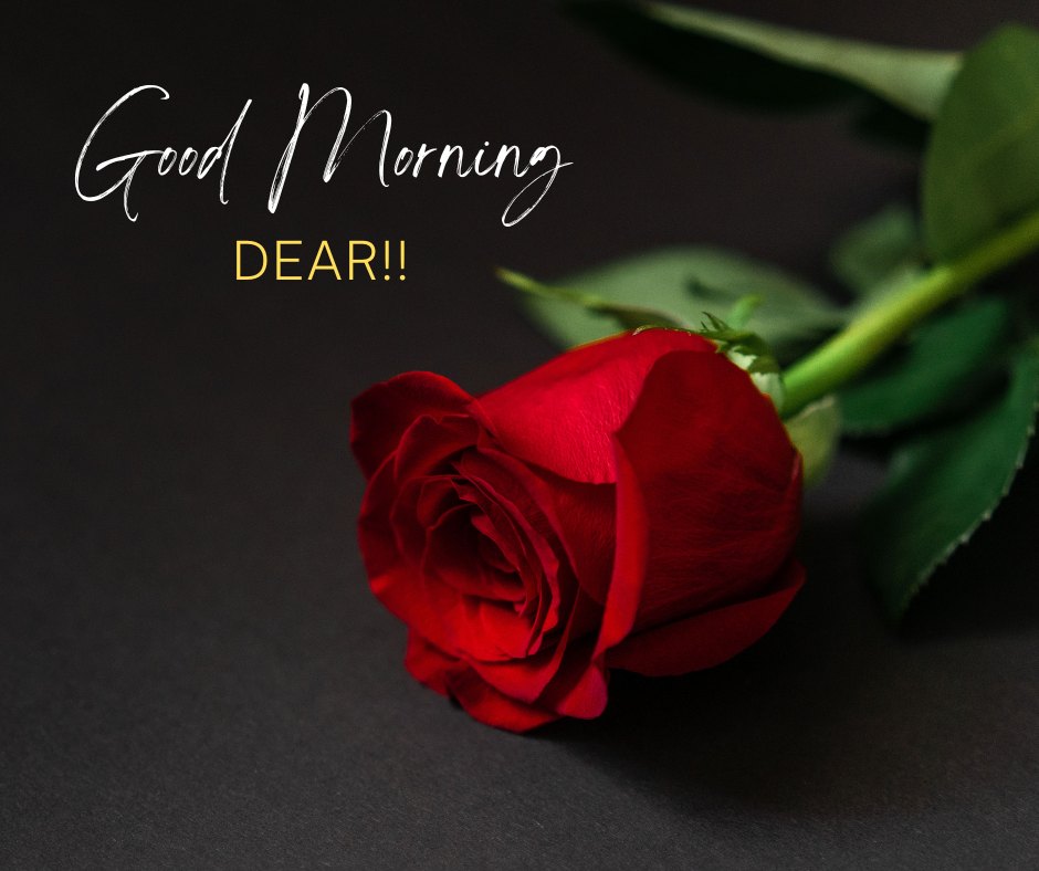 Good morning dear image featuring a single elegant red rose lying on a dark background with the scripted greeting 'Good Morning DEAR!!' in sophisticated white and gold text.