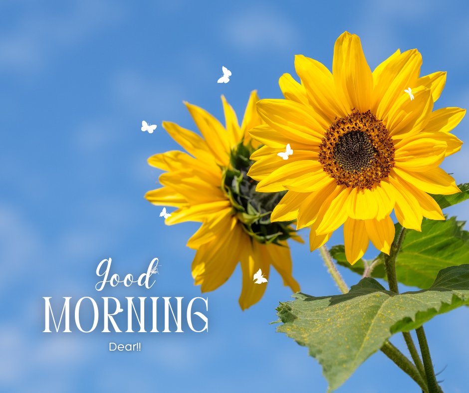 Good morning dear images of a vibrant sunflower against a clear blue sky, its yellow petals radiant in the sunlight. Butterflies flutter around the bloom, adding a playful and cheerful atmosphere to the scene. Perfect for a bright and sunny morning greeting.