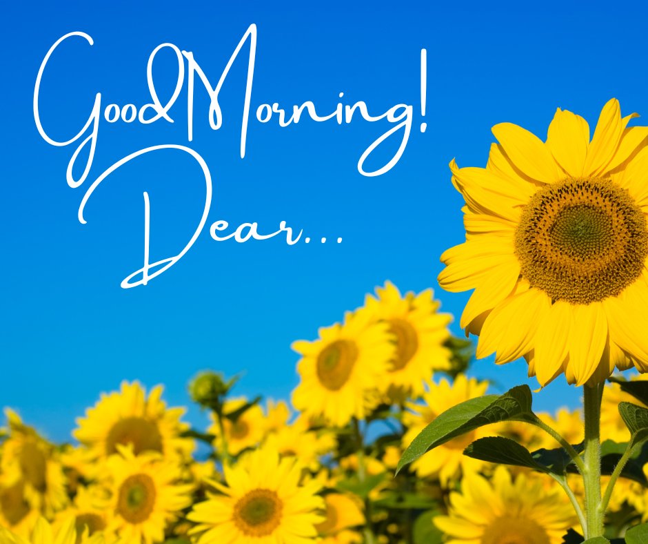 Good morning dear images of vibrant sunflowers under a clear blue sky. The image features a field of bright yellow sunflowers, their faces turned towards the sun, symbolizing warmth and positivity. The sky above is a vivid blue, enhancing the cheerful and uplifting mood of the morning.