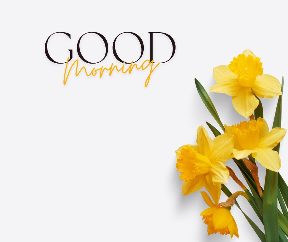 Good morning nature image featuring vibrant yellow daffodils on a white background, stylishly accompanied by the elegant 'Good Morning' text.