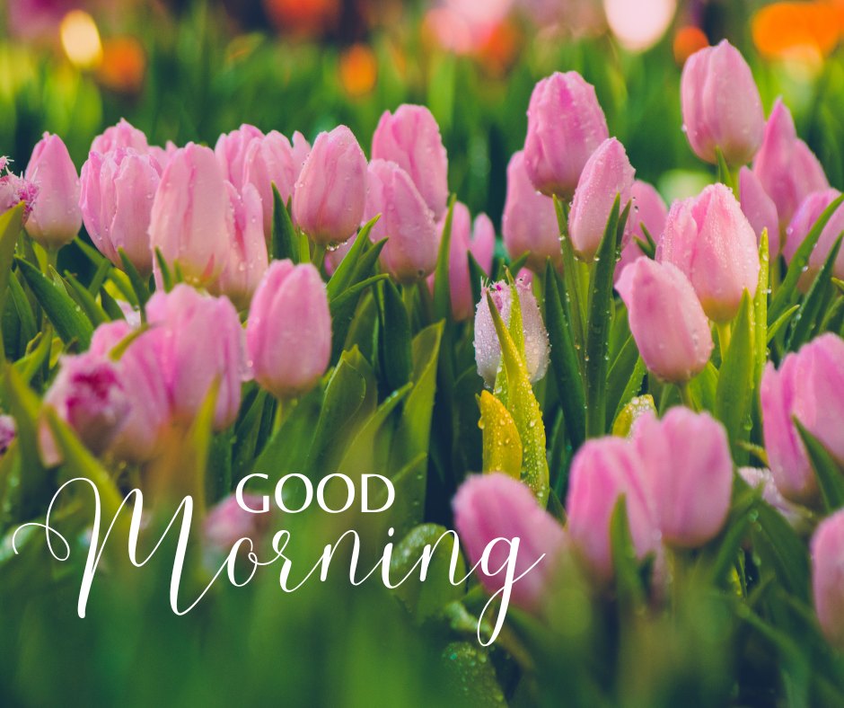 Good morning nature image featuring fresh pink tulips with dew drops, surrounded by lush greenery under soft morning light.