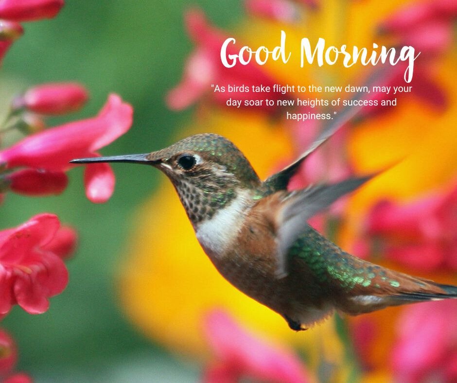 Good Morning Bird Image of a hummingbird feeding on nectar from pink blossoms, accompanied by the text 'Good Morning' and an inspiring quote about achieving success and happiness.