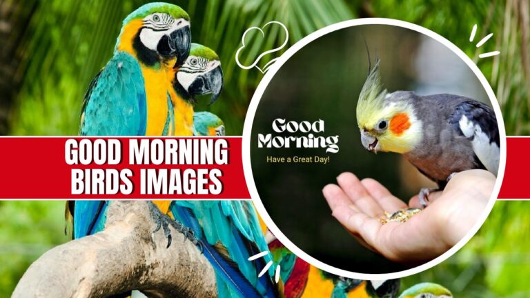 Good Morning Birds Images