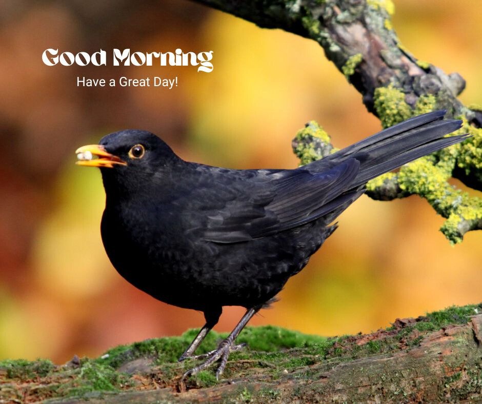 Good Morning Bird Image featuring a blackbird with a yellow beak perched on a moss-covered branch, accompanied by the text 'Good Morning' and 'Have a Great Day!'