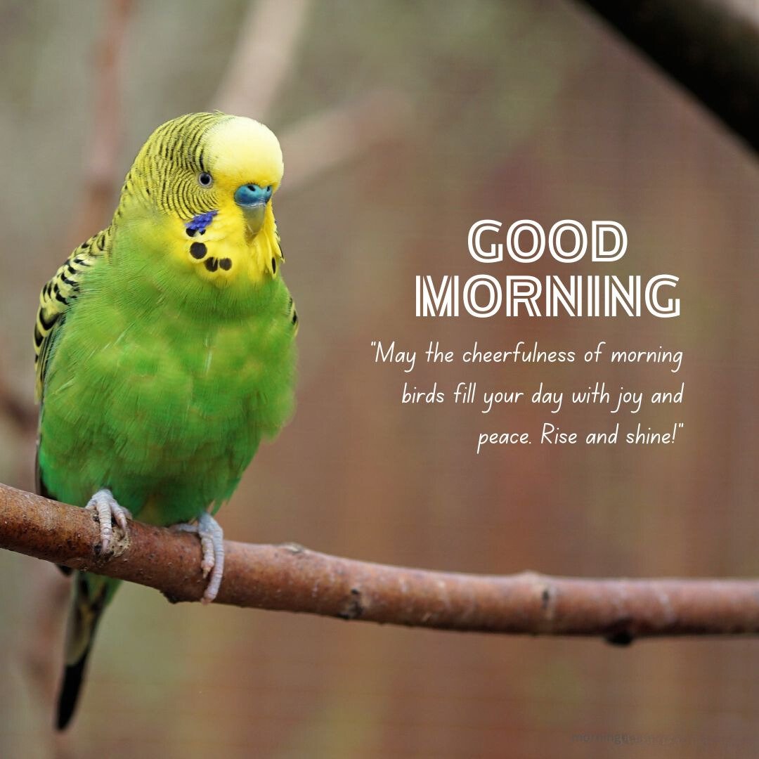 Good Morning Bird Image featuring a cheerful green and yellow budgerigar perched on a branch, with text 'Good Morning' and a message encouraging joy and peace for the day.