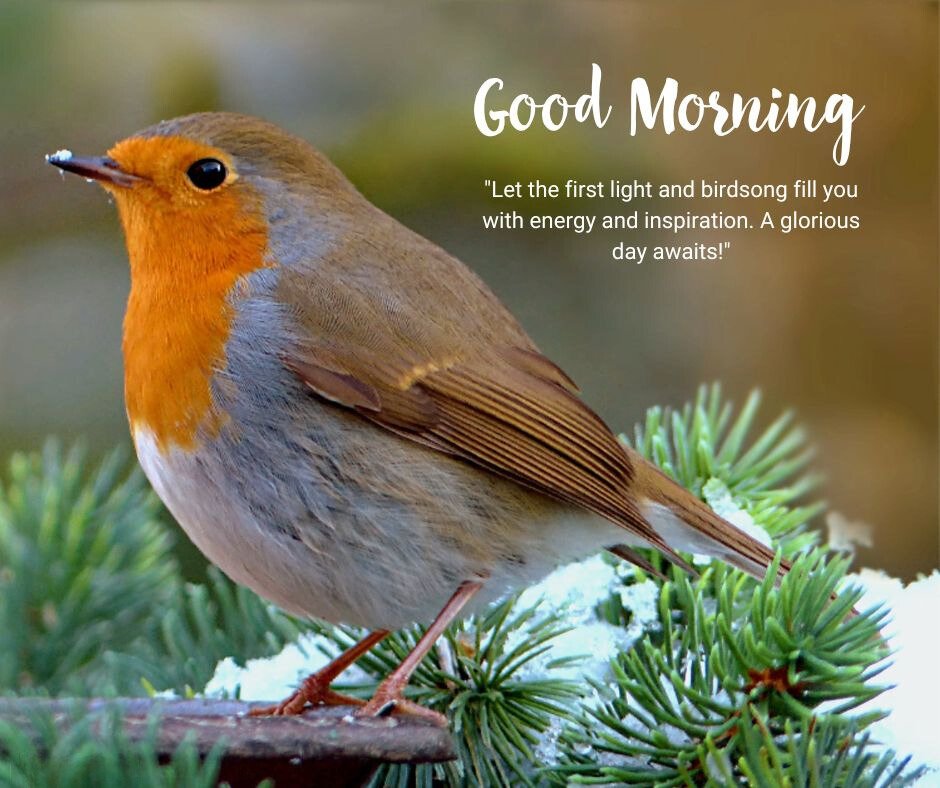 Good Morning Bird Image featuring a European Robin perched on snow-dusted pine branches, with vibrant orange breast, accompanied by text 'Good Morning' and a motivational quote about the energy and inspiration of the first light and birdsong.