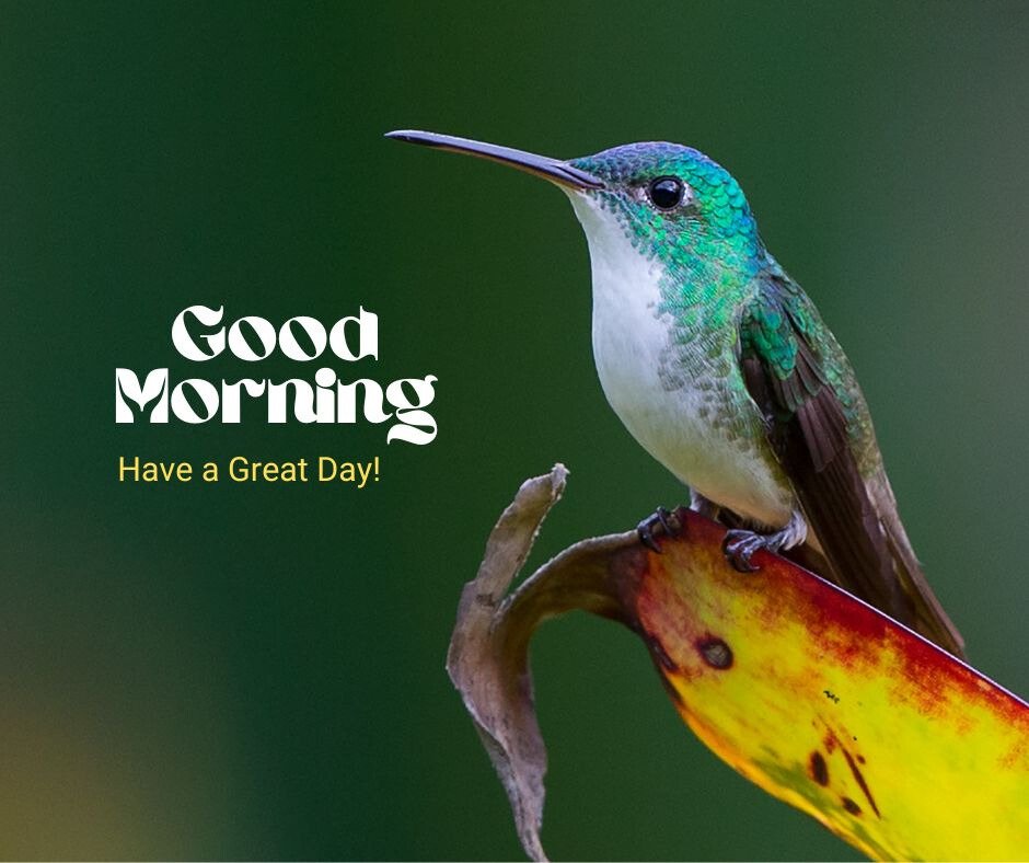 Good Morning Bird Image featuring a green and white hummingbird perched on a colorful plant, with the text 'Good Morning' and 'Have a Great Day!' in the background.