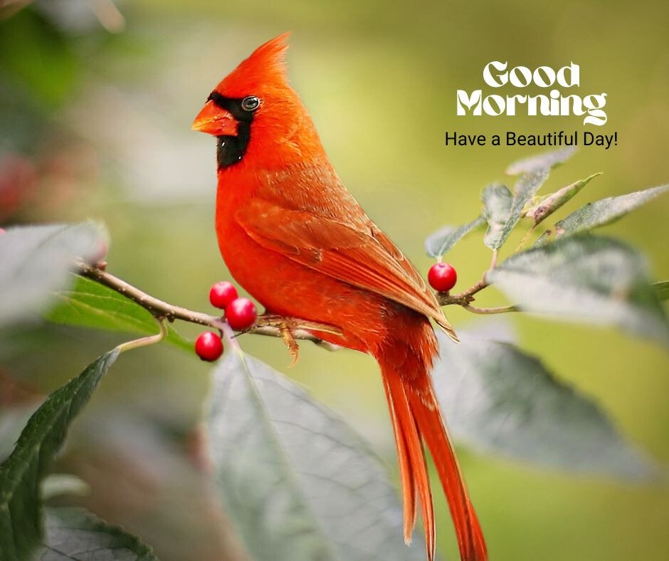 Good Morning Bird Image featuring a bright red cardinal perched on a branch with green leaves and red berries, with the text 'Good Morning. Have a Beautiful Day!'