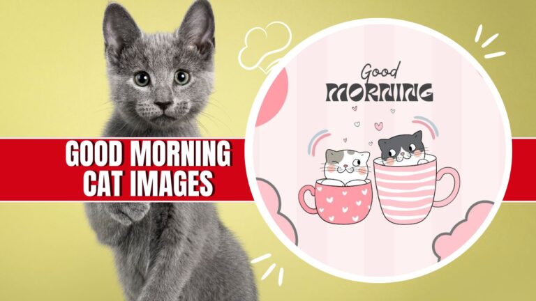 good morning cat images