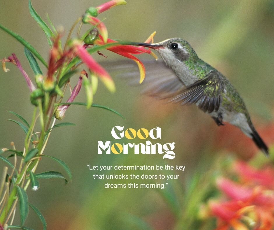 Good morning bird image featuring a hummingbird feeding from a vibrant red flower, accompanied by the text 'Good Morning. Let your determination be the key that unlocks the doors to your dreams this morning.'